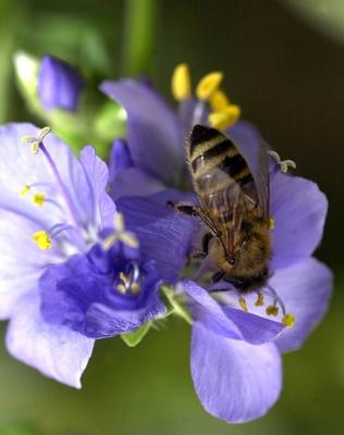 Bildnummer: 50834070  Datum: 23.07.2001  Copyright: imago/nordpool/TittelHonigbiene (Apis mellifera) auf einer Wiesenglockenblume (Campanula patula), Pflanzen , Tiere; 2001, Biene, Biene, Honigbiene, Insekt, Insekten, best?ubt, best?ubend, best?uben, Best?ubung, bl?ht, bl?hend, bl?hen, Blume, Blumen, Bl?te, Bl?ten, Wiesenglockenblumen, , Wirbellose; , hoch, Kbdig, Einzelbild, Deutschland,  , Natur, Europa-stock-foto