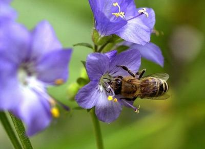 Bildnummer: 50834071  Datum: 23.07.2001  Copyright: imago/nordpool/TittelHonigbiene (Apis mellifera) auf einer Wiesenglockenblume (Campanula patula), Tiere , Pflanzen; 2001, Biene, Biene, Honigbiene, Insekt, Insekten, best?ubt, best?ubend, best?uben, Best?ubung, bl?ht, bl?hend, bl?hen, Blume, Blumen, Bl?te, Bl?ten, Wiesenglockenblumen, , Wirbellose; , quer, Kbdig, Einzelbild, Deutschland,  , Natur, Europa-stock-foto