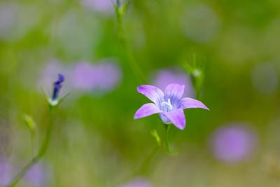 flower campanula patula, wild flowering plant flower campanula patula, wild flowering plant in summer meadow, beautiful-stock-foto