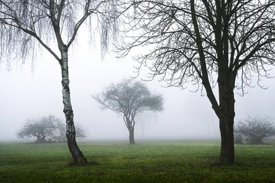 B?ume auf einem Feld im Nebel in Kirchwerder, Hamburg, Deutschland *** Trees in a field in the fog in Kirchwerder, Hambu-stock-foto