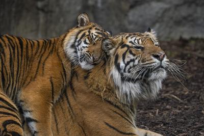 Sumatra-Tiger-stock-photo