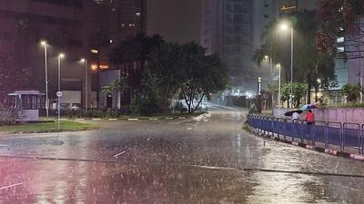 Heavy rain in pines-stock-foto