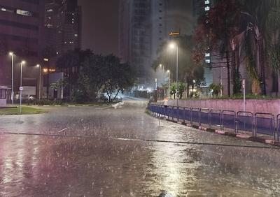 Heavy rain in pines-stock-foto