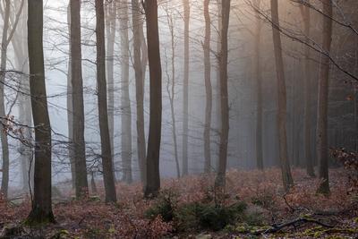Wald im Nebel-stock-foto