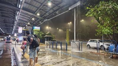 Heavy rain in pines-stock-foto