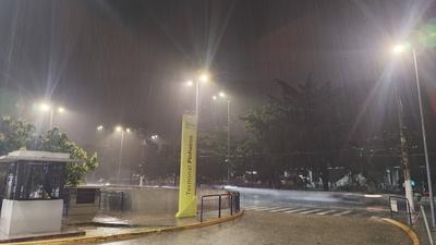 Heavy rain in pines-stock-foto