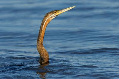 Portr?t einer Afrikanischen Schlangenhalsvogelart (Anhinga rufa) bei der Jagd im Wasser-stock-foto
