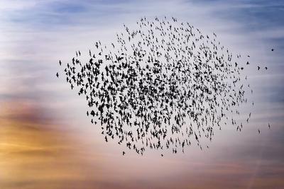 Star (Sturnus vulgaris), fliegender Vogelschwarm im Gegenlicht, Italien, Toskana common starling, European starling, sta-stock-foto