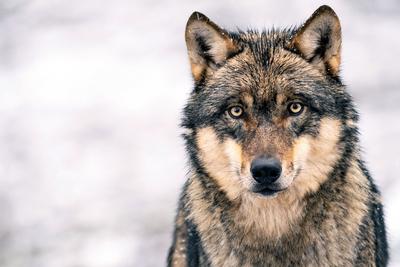 Europaeischer Wolf, Europaeischer Grauwolf, Gewoehnlicher Wolf, Gemeiner Wolf (Canis lupus lupus), Portraet bei Schneef-stock-photo