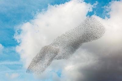 Murmurations of Starlings in day light. Flock of birds swarming against a blue cloud sky. Murmurations of Starlings in d-stock-foto