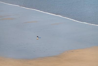 Ein isolierter Austernfischer am Nordweststrand von MacChair Carnish an der Westk?ste der Insel-stock-photo