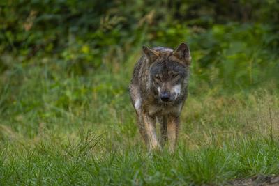 Ein Wolf (Canis lupus) Im Wildpark Schorfheide in Gro? Sch?nebeck (Landkreis Barnim) in Brandenburg. *** A wolf Canis lu-stock-photo