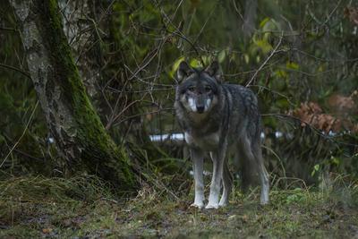 Ein Wolf (Canis lupus) im Wildpark Schorfheide in Gro? Sch?nebeck (Landkreis Barnim) im Biosph?renreservat Schorfheide-C-stock-photo