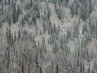 Winterlandschaft von Tanne drei Wald in den Bergen. Weihnachten Hintergrund-stock-photo