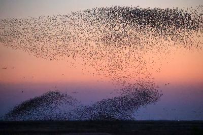 DONGYING, CHINA - NOVEMBER 21: Flocks of birds fly together, looking like a bird wave over a wetland of Yellow River Del-stock-foto