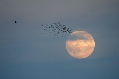 Ein Vogelschwarm vor dem Vollmond. Landsberg, 16..10.2024 *** A flock of birds in front of the full moon Landsberg, 16 1-stock-foto