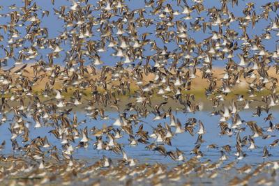 Alpenstrandlaeufer, Alpen-Strandlaeufer (Calidris alpina), auffliegender Schwarm, Seitenansicht, Kuwait dunlin (Calidris-stock-foto