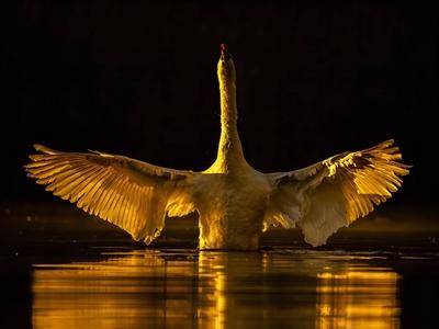 Goldener Schwan Sonnenaufgang-stock-photo