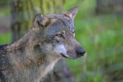 Berlin GER, Wolf im Wildpark Schorfheide, 18.08.23, Wolf im Wildpark Schorfheide, GER, Schorfheide - Gross Schoenebeck 1-stock-photo