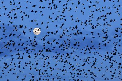 Star (Sturnus vulgaris), Starenschwarm im Flug vor Vollmond, Schweiz common starling (Sturnus vulgaris), flock of starli-stock-foto