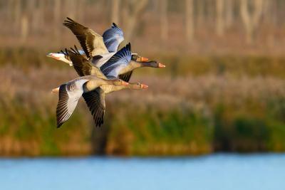 Fliegende Graug?nse in der Abendsonne-stock-foto