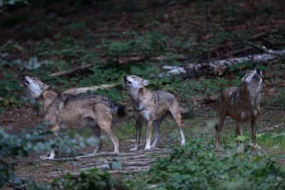 Wolfsgeheul... Graue W?lfe ( Canis lupus ), Wolfsrudel nach Einbruch der Dunkelheit, Europ?ischer Wolf, W?lfe im Rudel, Wolfsvorkommen in Deutschland *** Grey Wolfs, howling wolfs pack, pack of wolves, howl of wolves, Germany, Europe.-stock-photo