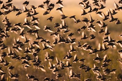 Star (Sturnus vulgaris), fliegender Vogelschwarm im Gegenlicht, Ausschnitt, Italien, Toskana common starling, European s-stock-foto