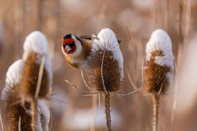Stieglitz im Winterwunderland: Ein verschneites Distelparadies-stock-photo