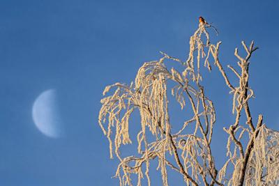 Rotkehlchen auf der Spitze eines von Raureif bedeckten Baumes genie?t den Wintermorgen, der Mond leuchtet in den blauen Morgenhimmel, Garten in M?nchen-Waldperlach, Januar 2025-stock-photo