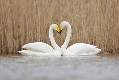 Symbol der Liebe... Singschwan ( Cygnus cygnus ), klassisches Bild eines Schwanenherzes, Singschw?ne begr??en sich w?hr-stock-photo