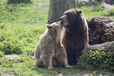 Bildnummer: 54042105  Datum: 09.04.2010  Copyright: imago/ecomedia/robert fishmanDie beiden Braunb?ren Jule (Mutter, dunkler) und Max (Sohn, heller) tollen in ihrem Gehege im Heimattierpark Olderdissen - B?ren Tiere kbdig xsk 2010 quer o0 Braunb?r B?r Nachwuchs JungtierBildnummer 54042105 Date 09 04 2010 Copyright Imago ecomedia Robert Fishman the both Brown bears Jule Mother darker and Max Son Heller great in her Enclosure in  Olderdissen Bears Animals Kbdig xSK 2010 horizontal o0 Brown bear Bear Offspring Young animal-stock-photo