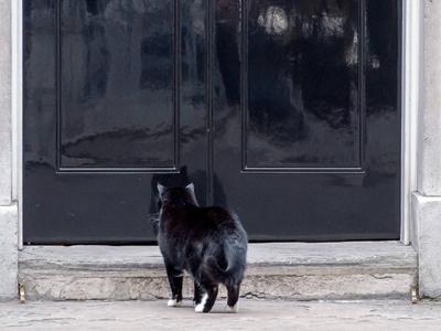 17 02 2017 London United Kingdom Foreign Office Cat Snubbed By Number 10 Downing Street With L-stock-foto