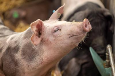 Landwirtschaftliches Hauptfest LWH auf dem Cannstatter Wasen in Stuttgart. Rund 500 Aussteller präsentieren auf der Fach-stock-foto