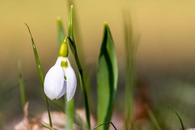 Schneegl?ckchen am Morgen-stock-foto