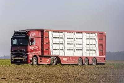 Viehtransporter auf der Schw?bischen Alb. // 27.10.2021: Deutschland, Baden-W?rttemberg, Dornstadt. *** Cattle truck on-stock-photo