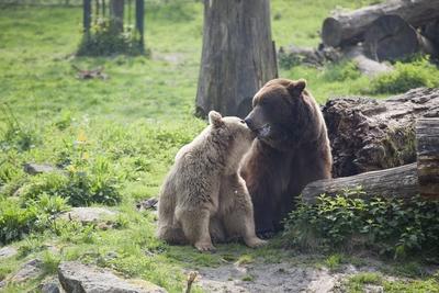 Bildnummer: 54038062  Datum: 09.04.2010  Copyright: imago/ecomedia/robert fishmanDie beiden Braunb?ren Jule (Mutter, dunkler) und Max (Sohn, heller) tollen in ihrem Gehege im Heimattierpark Olderdissen, GER Heimat Tierpark Heimattierpark Olderdissen Tiere kbdig xng 2010 quer o0 Braunb?r B?rBildnummer 54038062 Date 09 04 2010 Copyright Imago ecomedia Robert Fishman the both Brown bears Jule Mother darker and Max Son Heller great in her Enclosure in  Olderdissen ger Home Zoo  Olderdissen Animals Kbdig xng 2010 horizontal o0 Brown bear Bear-stock-foto