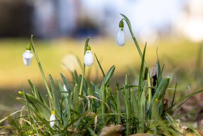 Schneegl?ckchen am Morgen-stock-foto