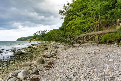 Der Hochuferwanderweg von Baabe ?ber Sellin nach Binz, durch dichten Buchenwald, entlang der Steilk?ste, mit vielen Blic-stock-foto