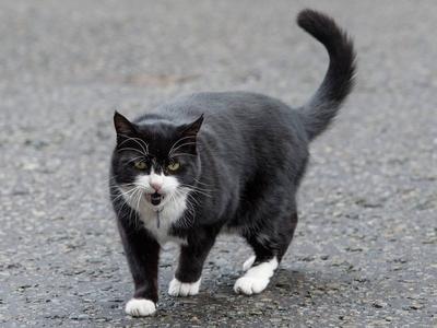 17 02 2017 London United Kingdom Foreign Office Cat Snubbed By Number 10 Downing Street Reject-stock-foto