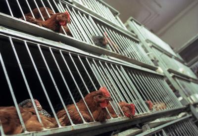Confirmed  bird flu cases-stock-foto