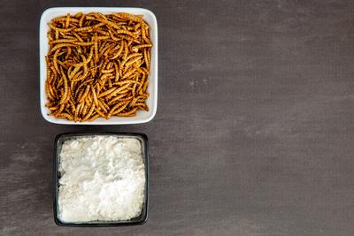Snack insects. Mealworm larvae as food and a bowl with flour. Mealworms crustaceans tenebrio molitor Snack insects. Meal-stock-foto