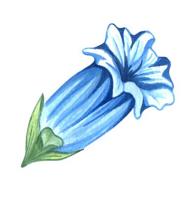 Alpine mountain flowers - Gentian flower. Watercolor hand drawn illustration Alpine mountain flowers - Gentian flower. W-stock-foto