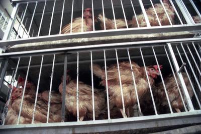 Confirmed  bird flu cases-stock-foto