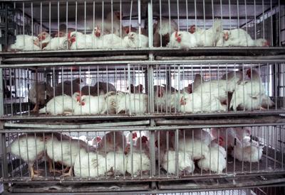 Confirmed  bird flu cases-stock-foto
