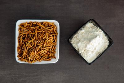 Snack insects. Mealworm larvae as food and a bowl with flour. Mealworms crustaceans tenebrio molitor Snack insects. Meal-stock-foto
