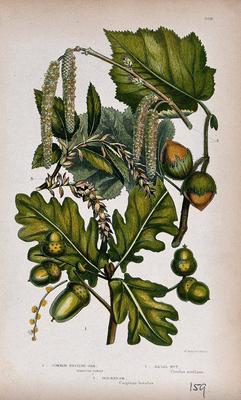 Oak (Quercus robur), hazel (Corylus avellana) and hornbeam (Carpinus betulus): fruiting and flowering twigs. Chromolitho-stock-foto