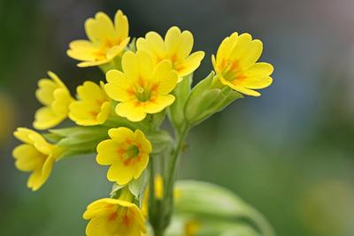 Wildblumen im Garten Die Echte Schl?sselblume zur Bl?tezeit im Fr?hling *** Wildflowers in the garden The cowslip in blo-stock-foto