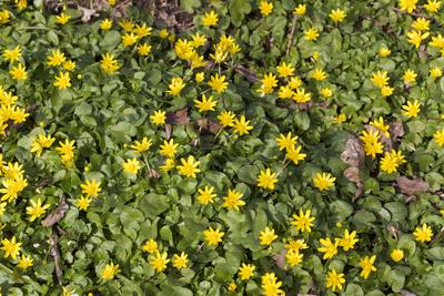 Scharbockskraut, Scharbocks-Kraut (Ranunculus ficaria, Ficaria verna), bluehend, Deutschland lesser celandine, fig-root-stock-foto