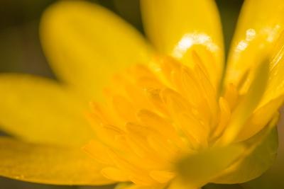 Closeup of a lesser celandine blossom (Ranunculus ficaria) in the garden, sunny day in early springtime Floridsdorf Aus-stock-foto
