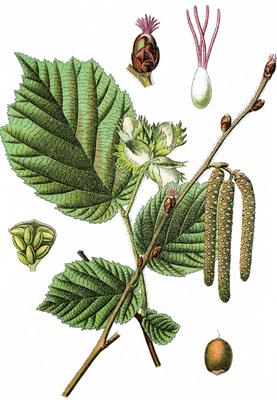 Haselnuss, Corylus avellana, Heil- und Nutzpflanzen, Chromlitho, ca 1790, historische Chromolithographie, Farbsteindruck-stock-photo
